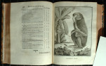 Description du Mandrill mâle