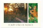Forêt d'Ile de France vignette